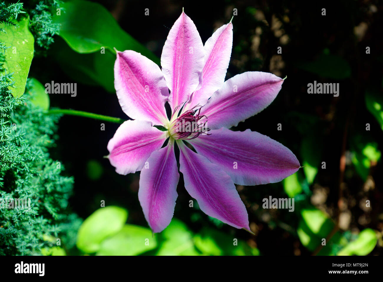 CLEMATIS OPENING TO THE SUN Stock Photo