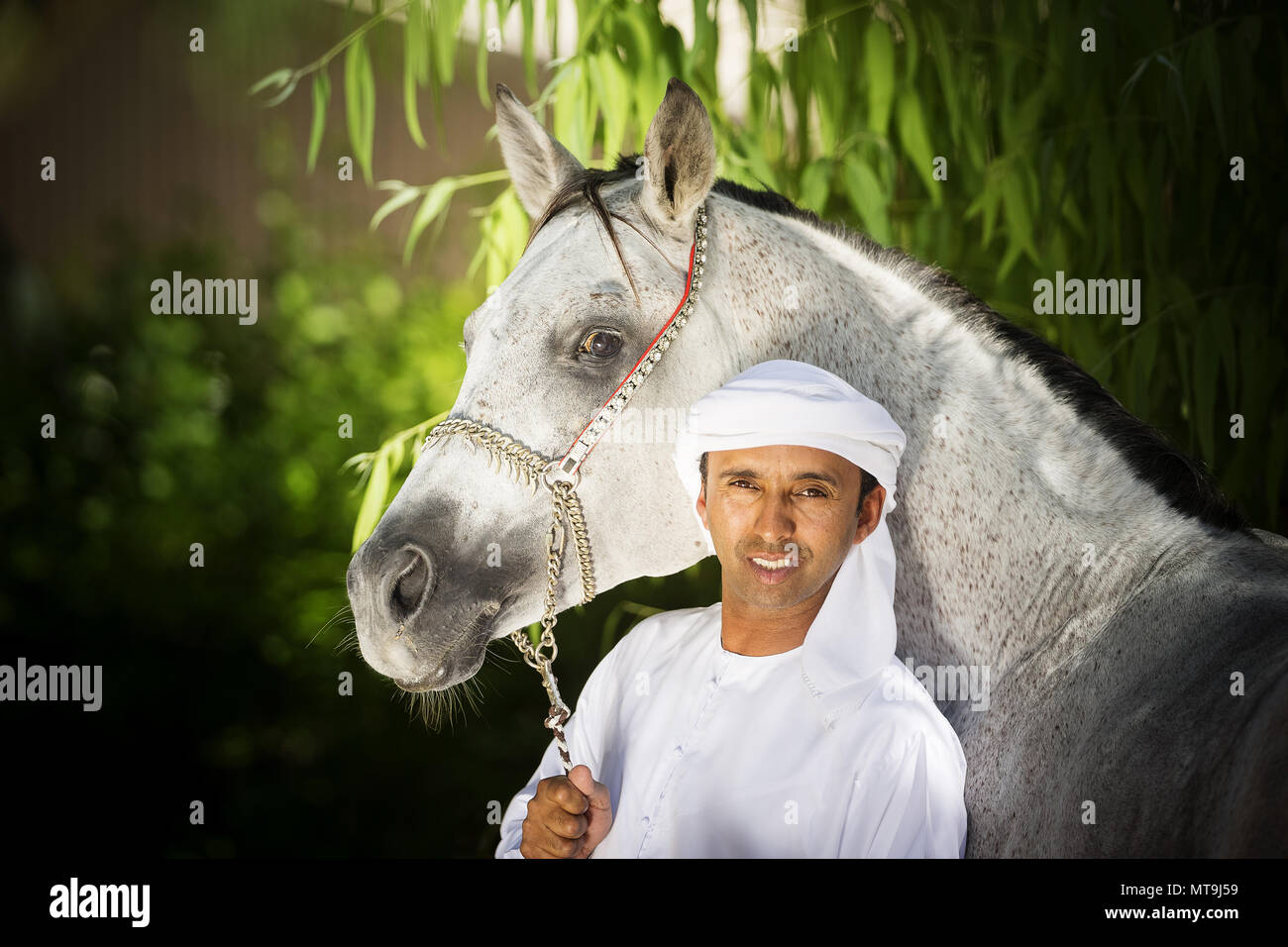 Arabian Horse. Local man standing next to gray adult wearing traditional halter. Abu Dhabi Stock Photo