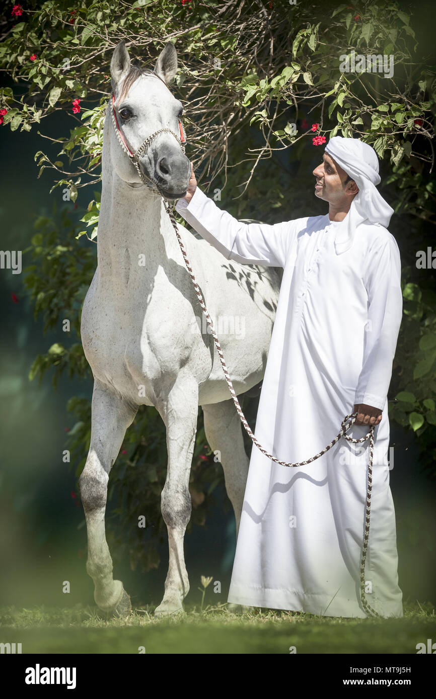 Arabian Horse. Local man standing next to gray adult wearing traditional halter. Abu Dhabi Stock Photo