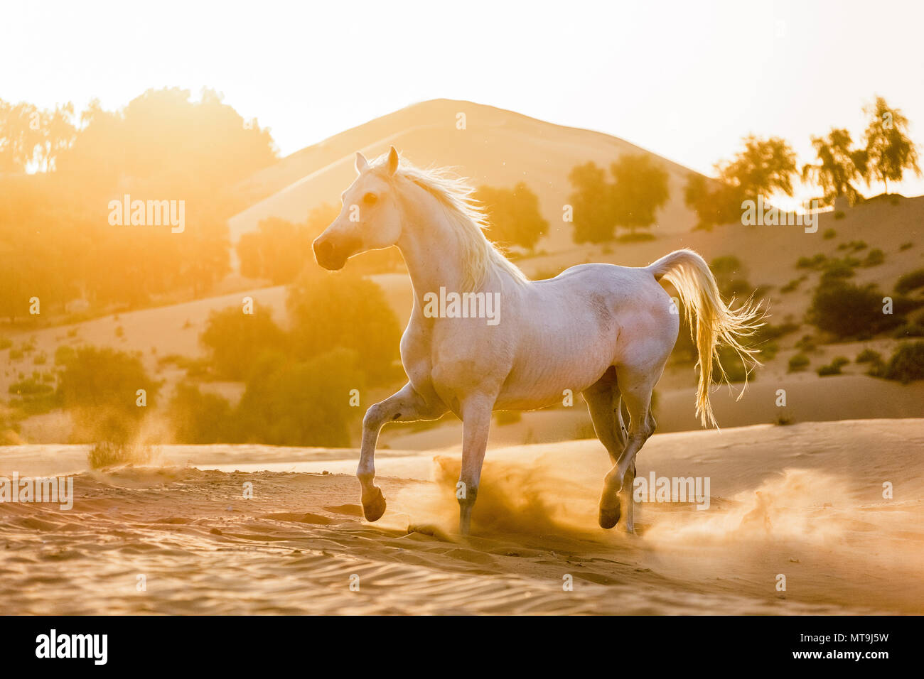 Arabian Horse. Gray adult trotting in the desert. Abu Dhabi Stock Photo