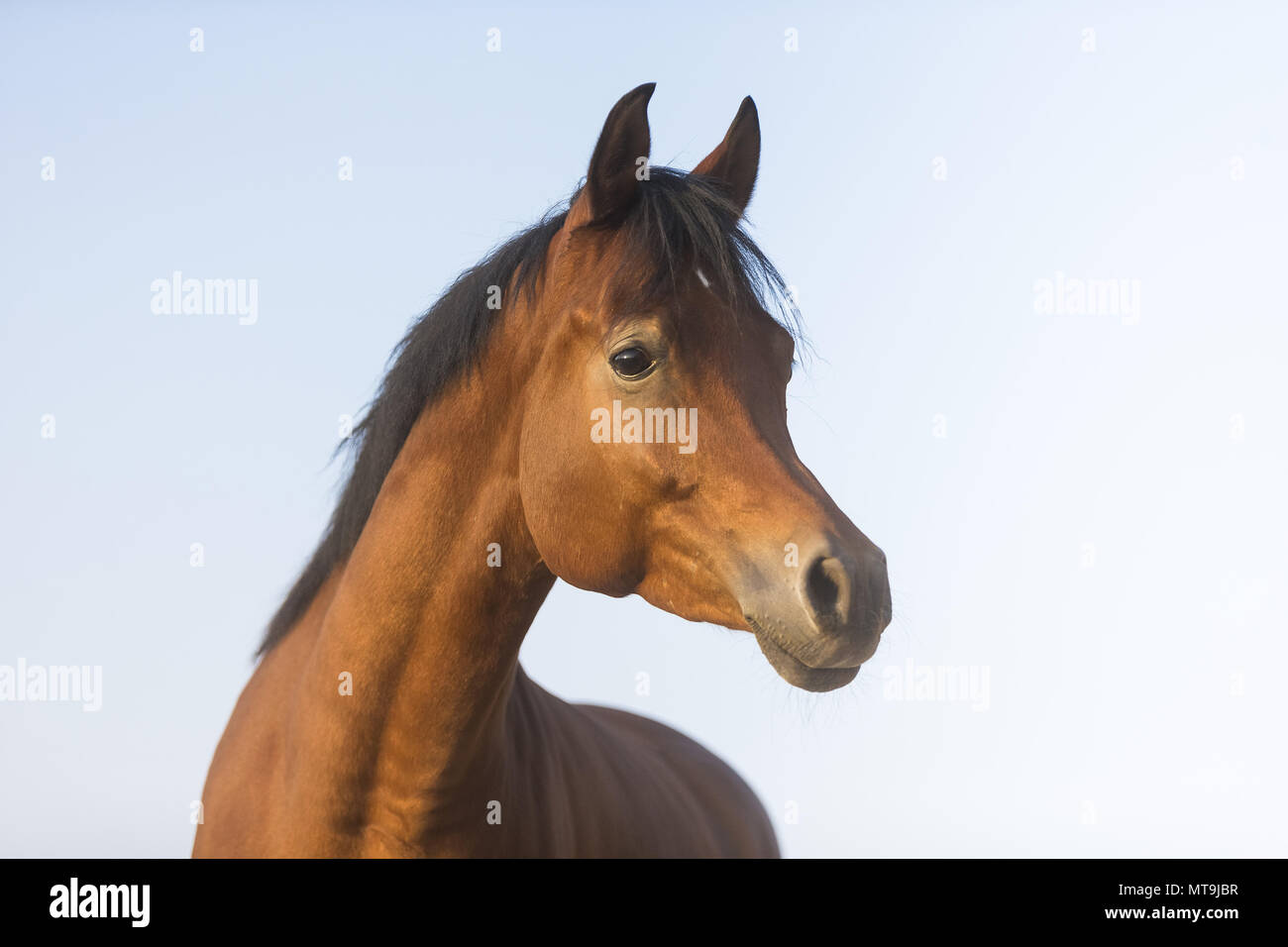 Arabian Horse. Portrait of bay adult. Abu Dhabi Stock Photo