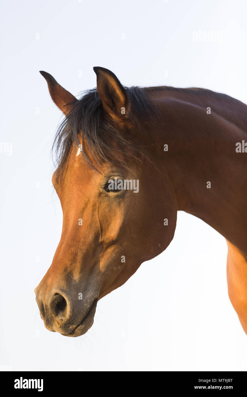 Arabian Horse. Portrait of bay adult. Abu Dhabi Stock Photo