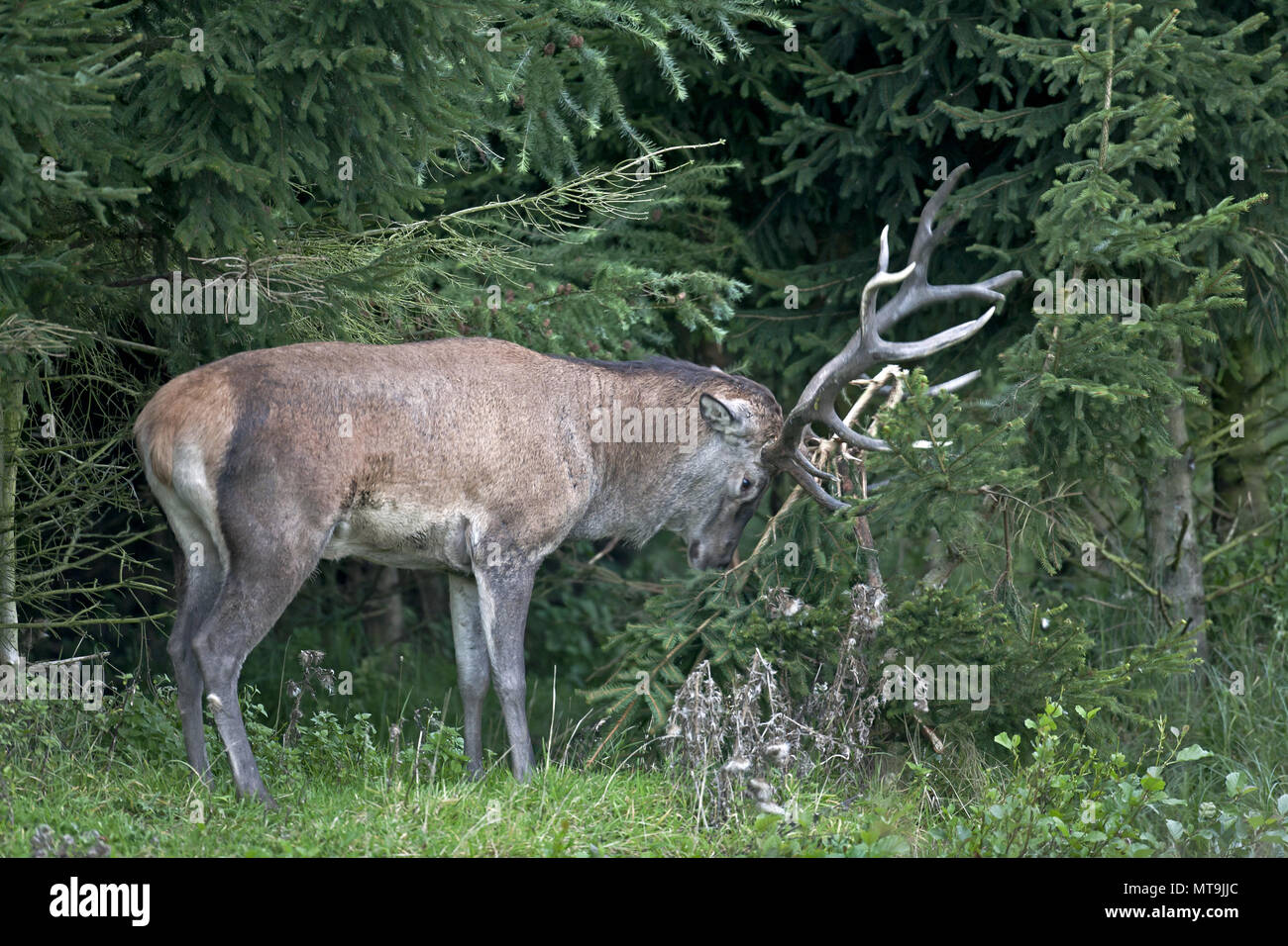 Red Deer (Cervus elaphus). Stag fighting with a spruce during rut. Germany Stock Photo