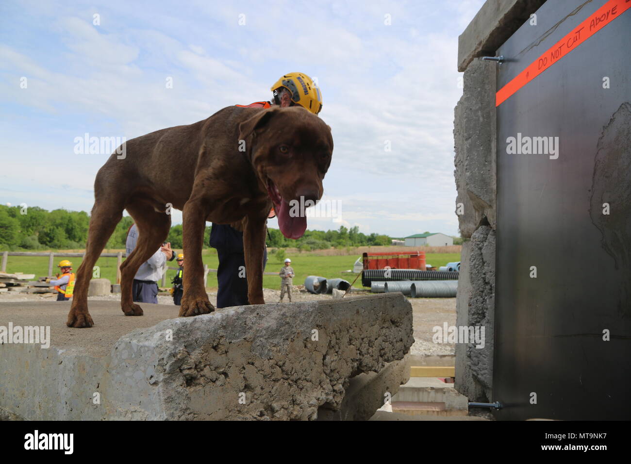 Missouri Task Force 1 Search and Rescue teams conduct simulated building collapse exercies as part of a statewide Seismic Zone Exercise conducted May 14-18, 2018. Cooly is one of several rescue dogs working with Task Force 1 to locate survivors in the rubble while his handler marks their location with GPS. Stock Photo