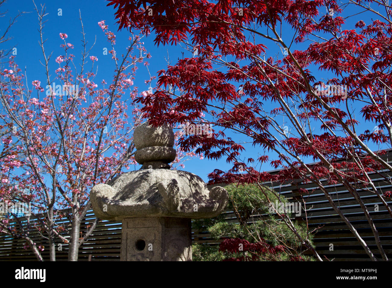 A beautiful Japanese maple tree and pink cherry flowers in the Japanese garden setting Stock Photo