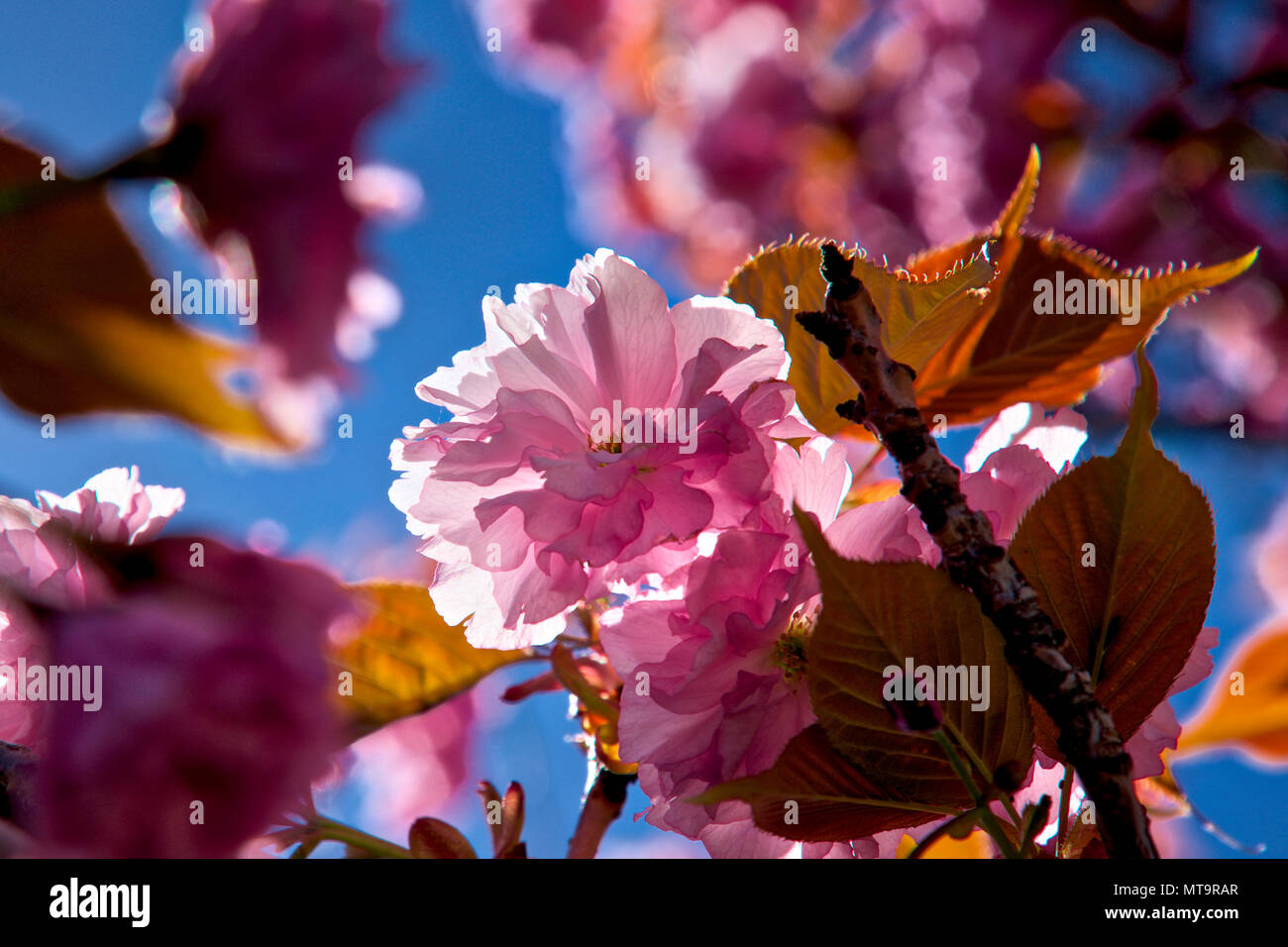 Beautiful cherry blossom sakura in spring time over blue sky Stock ...