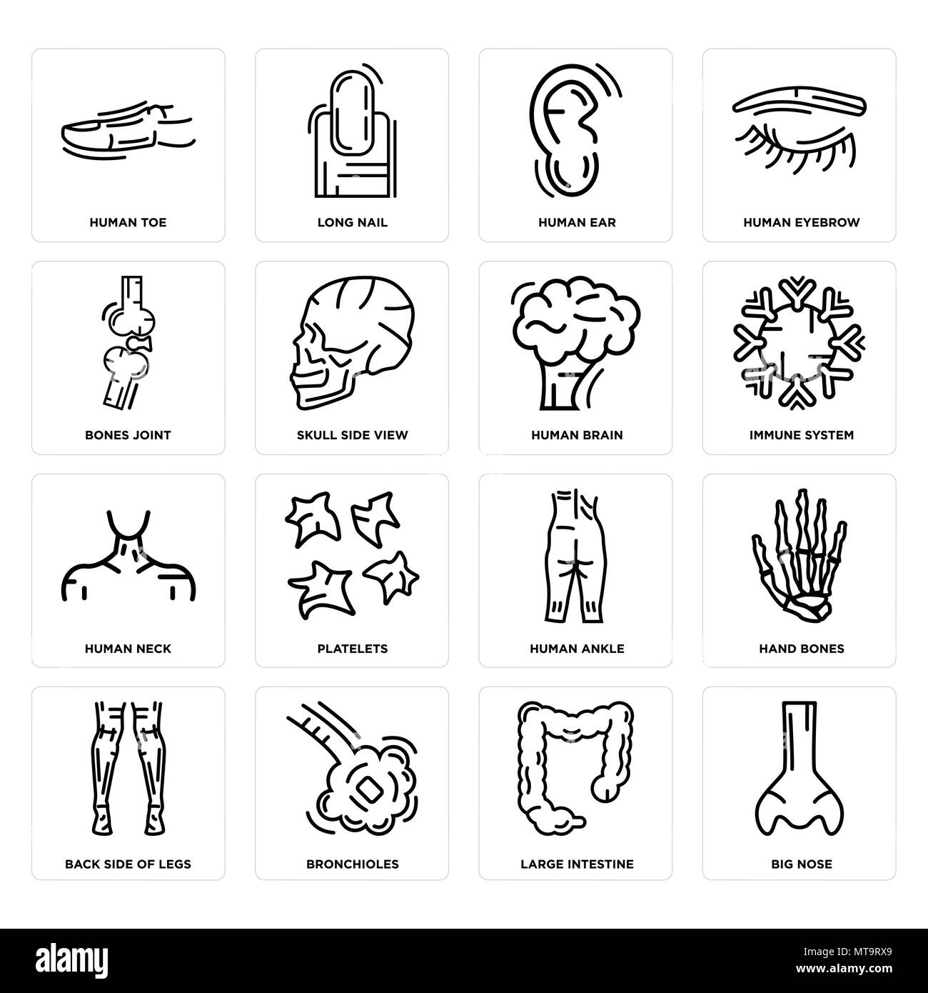 Set Of 16 simple editable icons such as Big Nose, Large Intestine, Bronchioles, Back Side Legs, Hand Bones, Human Toe, Bones Joint, Neck, Brain can be Stock Vector