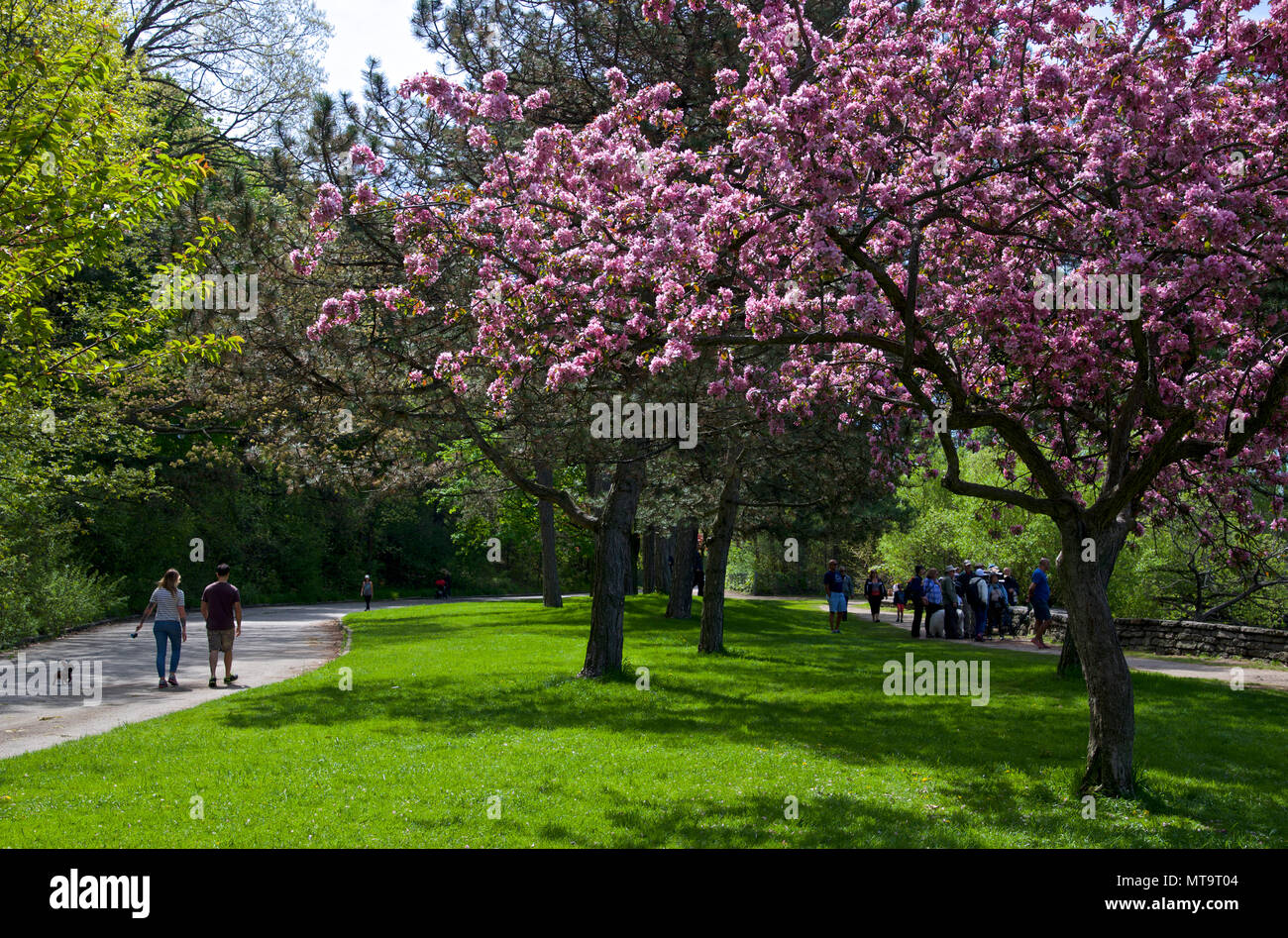Scenic View of a Park Pathway Lined by Beautiful Cherry Trees in Blossom. Couple walking the dog Stock Photo