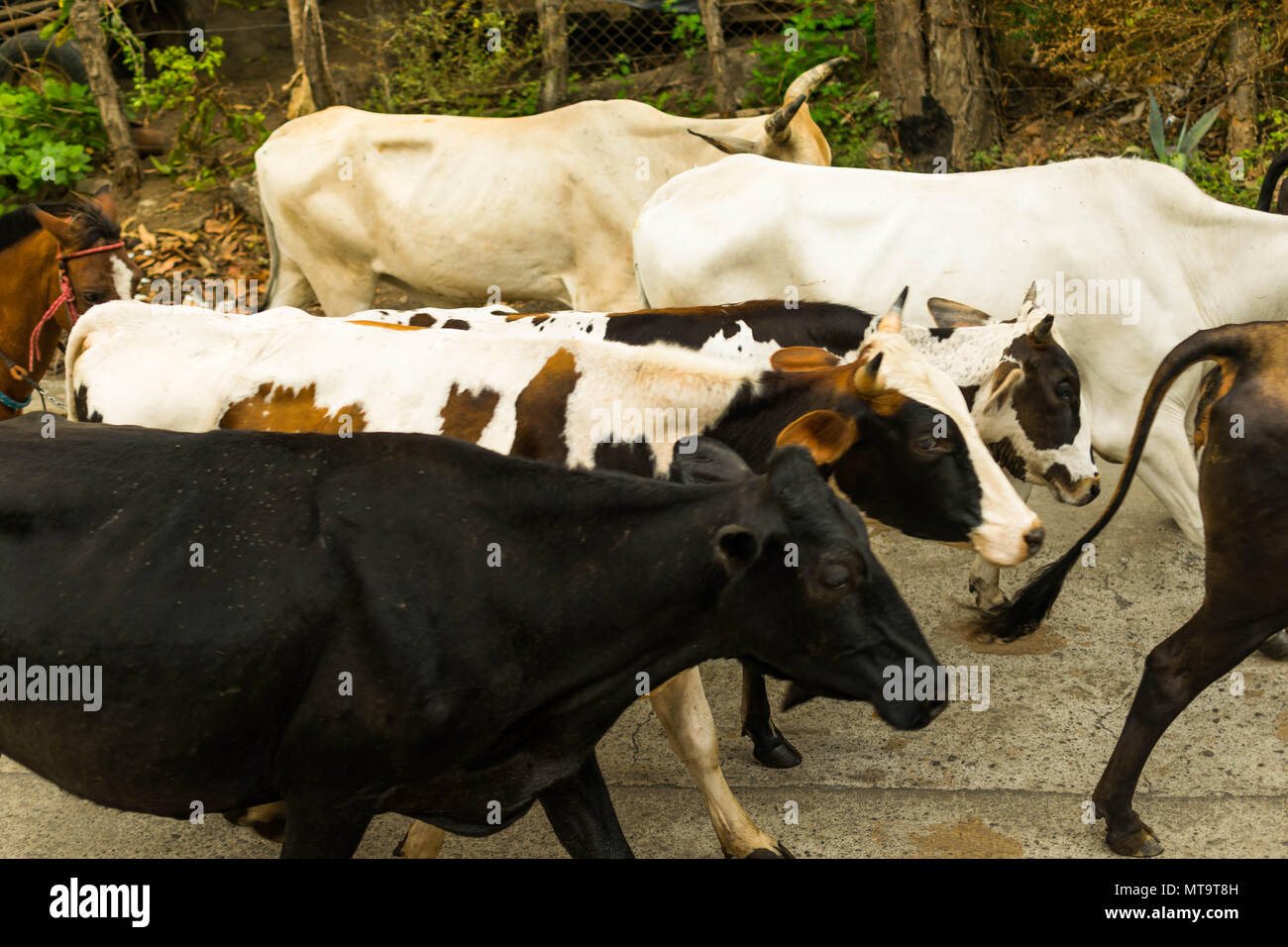 Cattle herded in america hi-res stock photography and images - Alamy