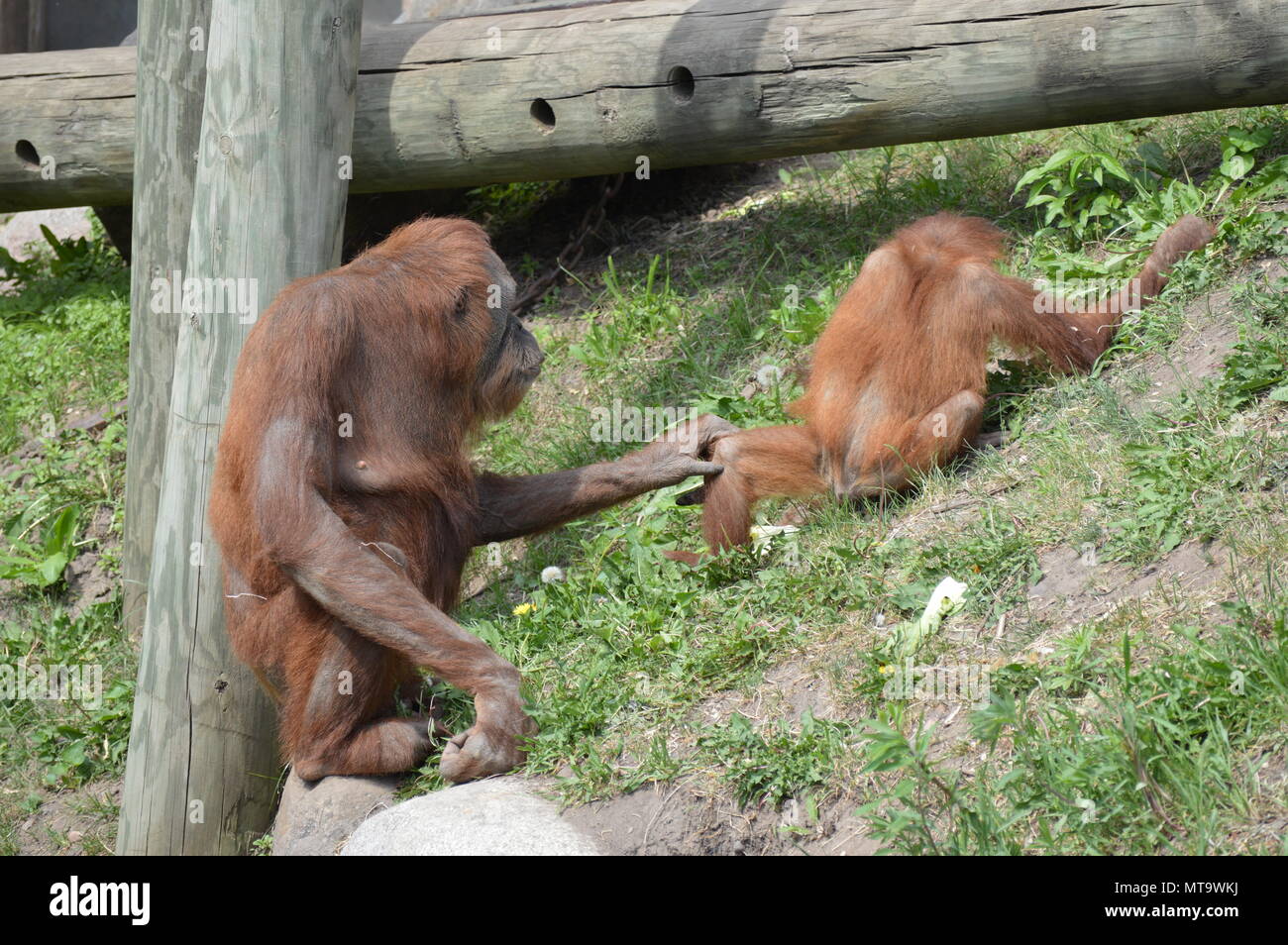 Orangutan parenting hi-res stock photography and images - Alamy