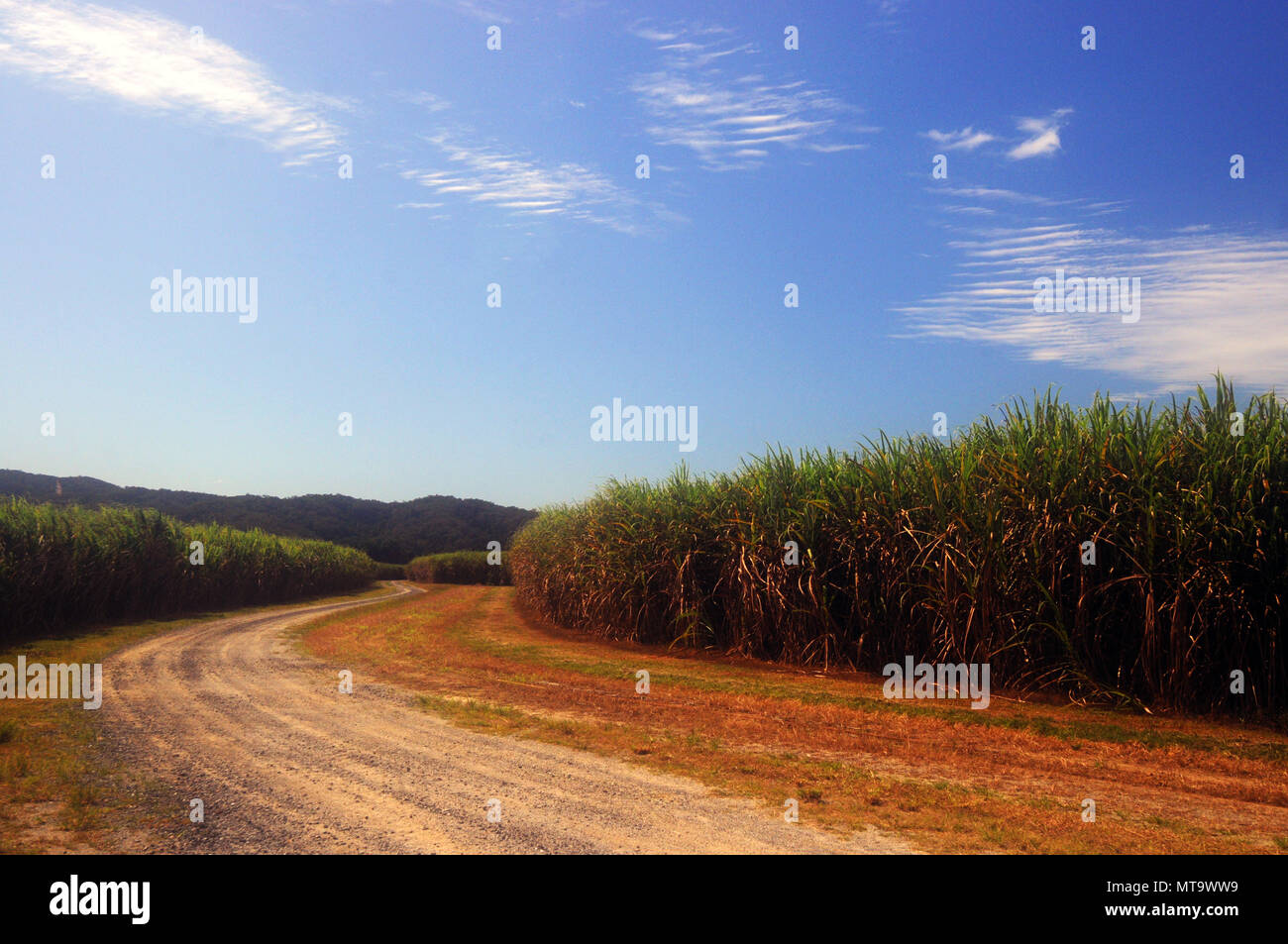Sugar cane farm between Miallo and Whyanbeel, Mossman, Queensland, Australia. No PR Stock Photo