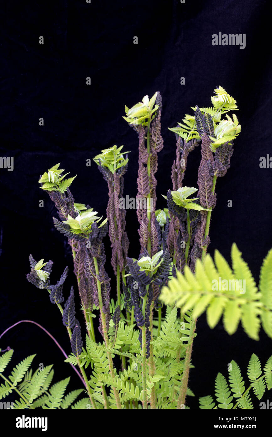 New fern (pteridophytes) unfurling with spores still attached Stock Photo