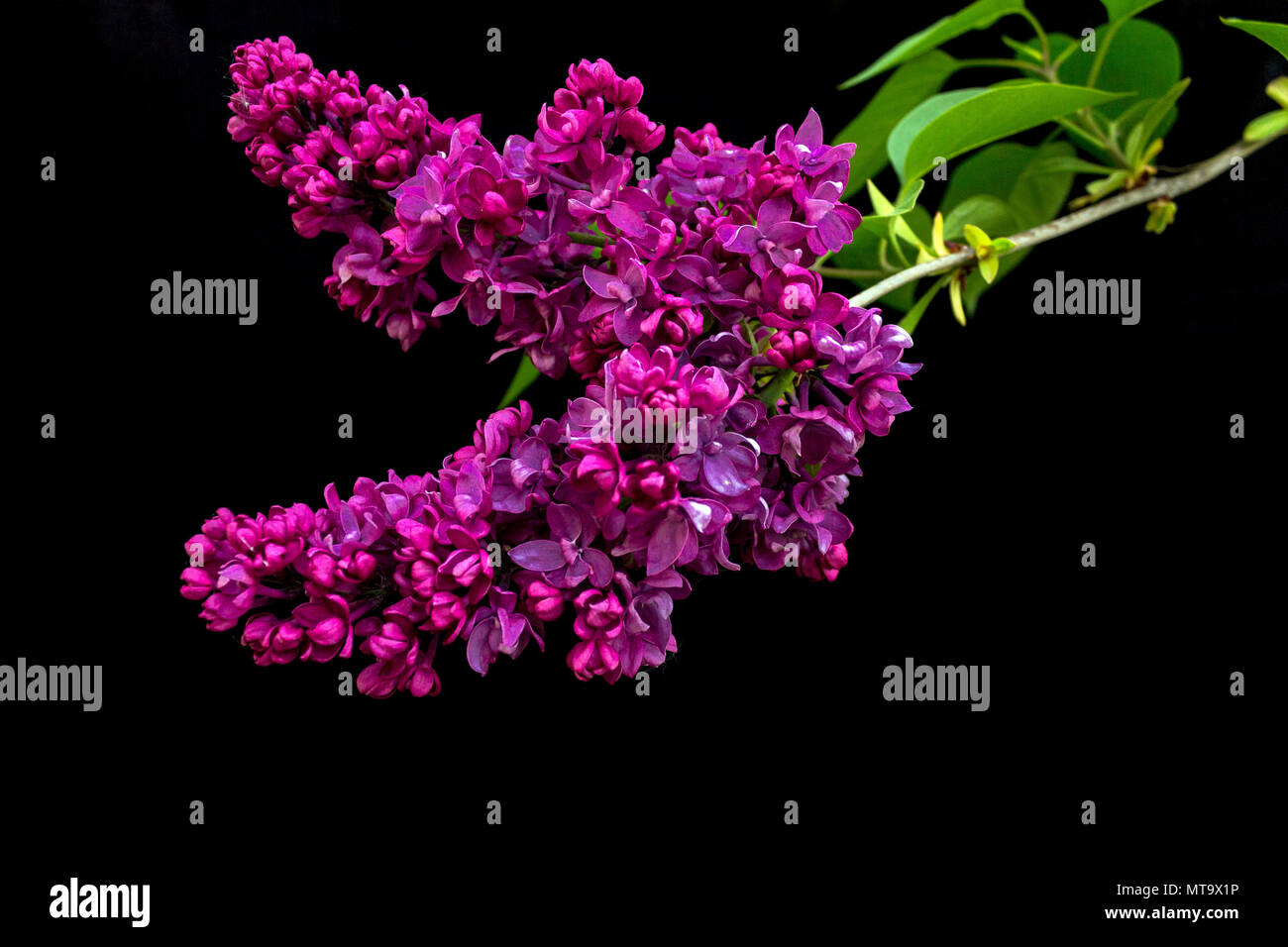 Purple lilac (Syringa vulgaris) blossoms against a black velvet background Stock Photo