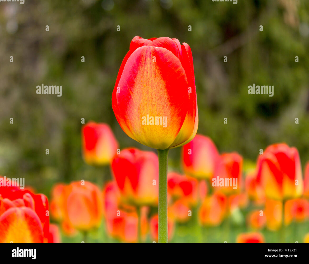 One red and yellow tulip in focus against a blurred background of other tulips Stock Photo