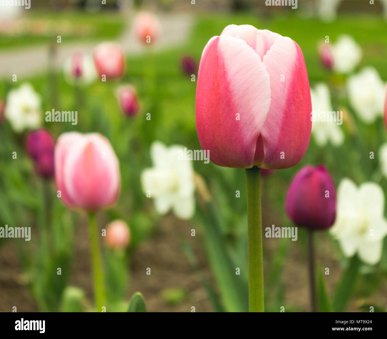 One pink and white tulip in focus against a blurred background of purple and pink tulips and white daffodils Stock Photo