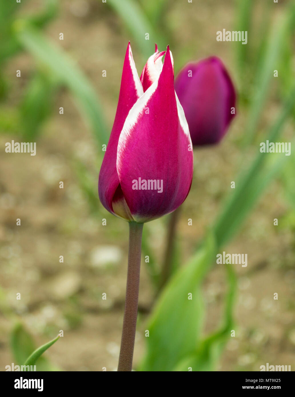 One purple and white tulip in focus against a blurred background of other tulips Stock Photo