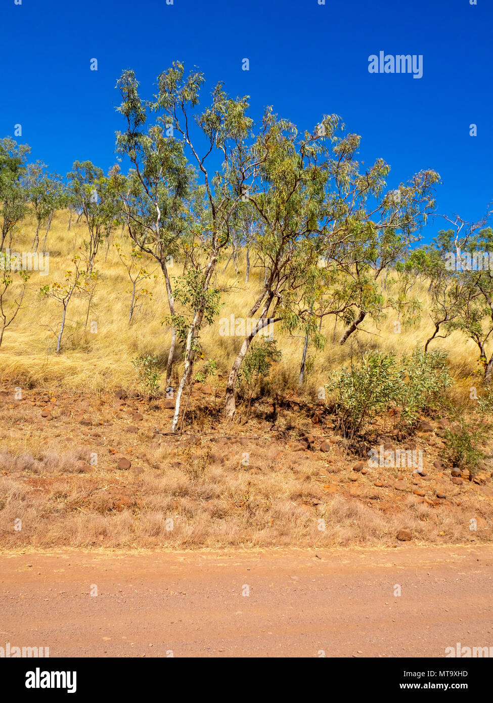 Banding of blue sky, green eucalyptus trees, dry yellow grass and red pindan dirt road of Gibb River Road, Kimberley, WA, Australia. Stock Photo