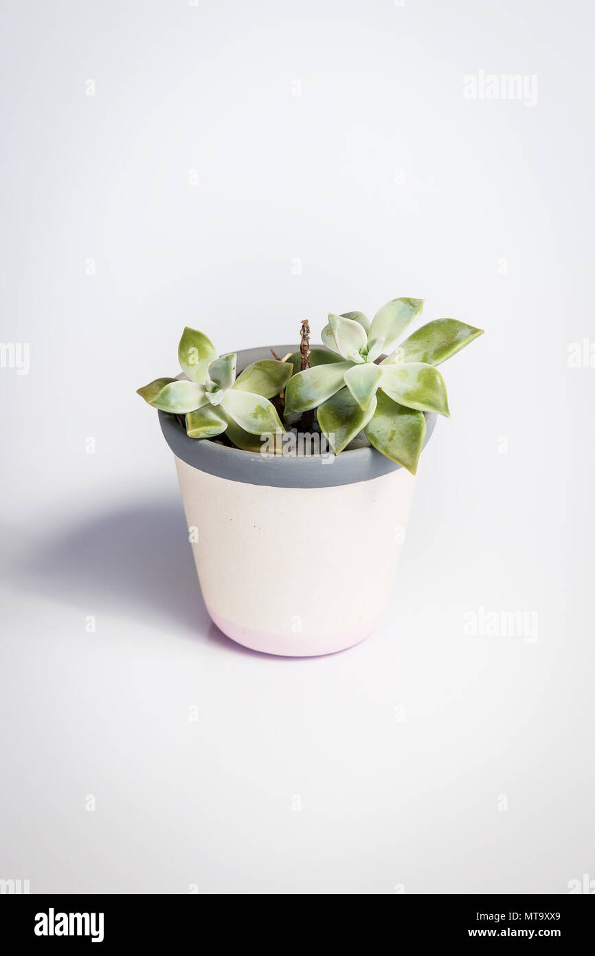 White vase with Crassula ovata, a species of succulent plant, on a white background. The vase has grey and pink stripes. Stock Photo