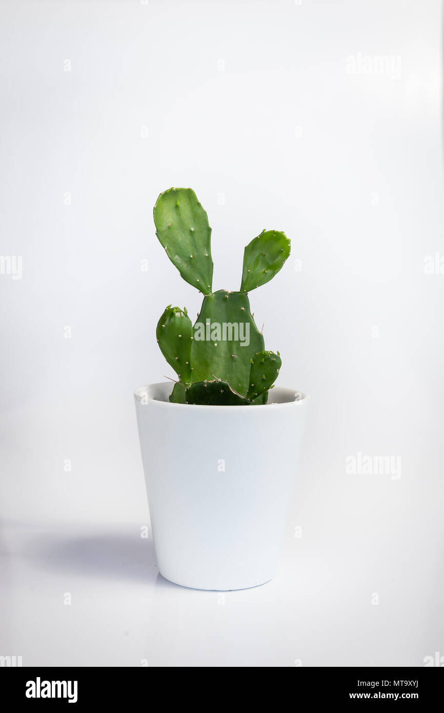 White vase with Opuntia, a species of cactus, on a white background. . Stock Photo