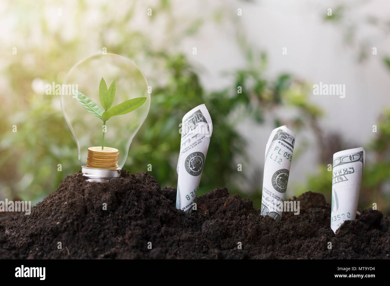 tree planting and growth up on money coin, stacked on light bulb with