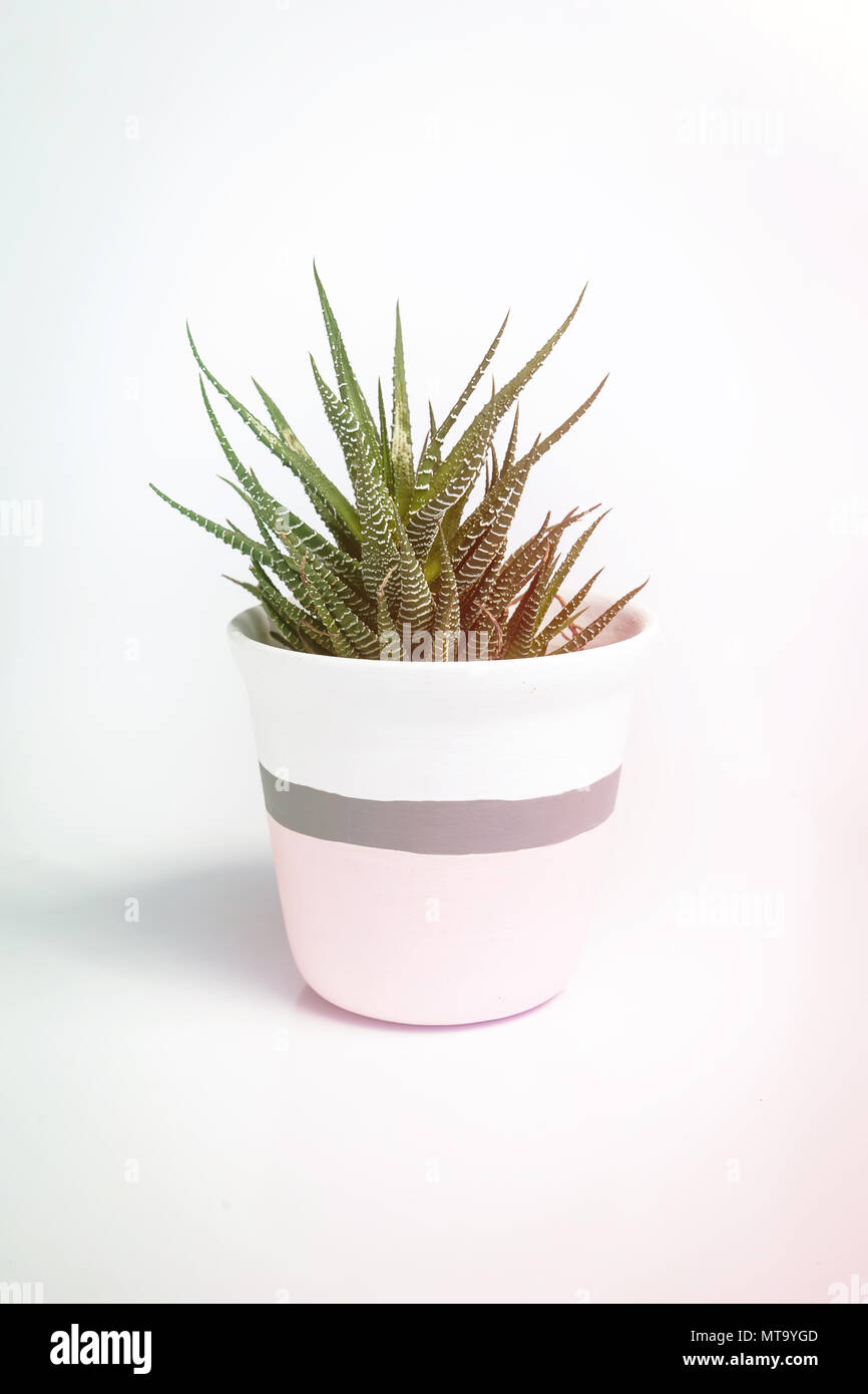 White vase with Haworthia fasciata, a species of succulent plant, on a white background. The vase white and pink with a grey stripe. Stock Photo