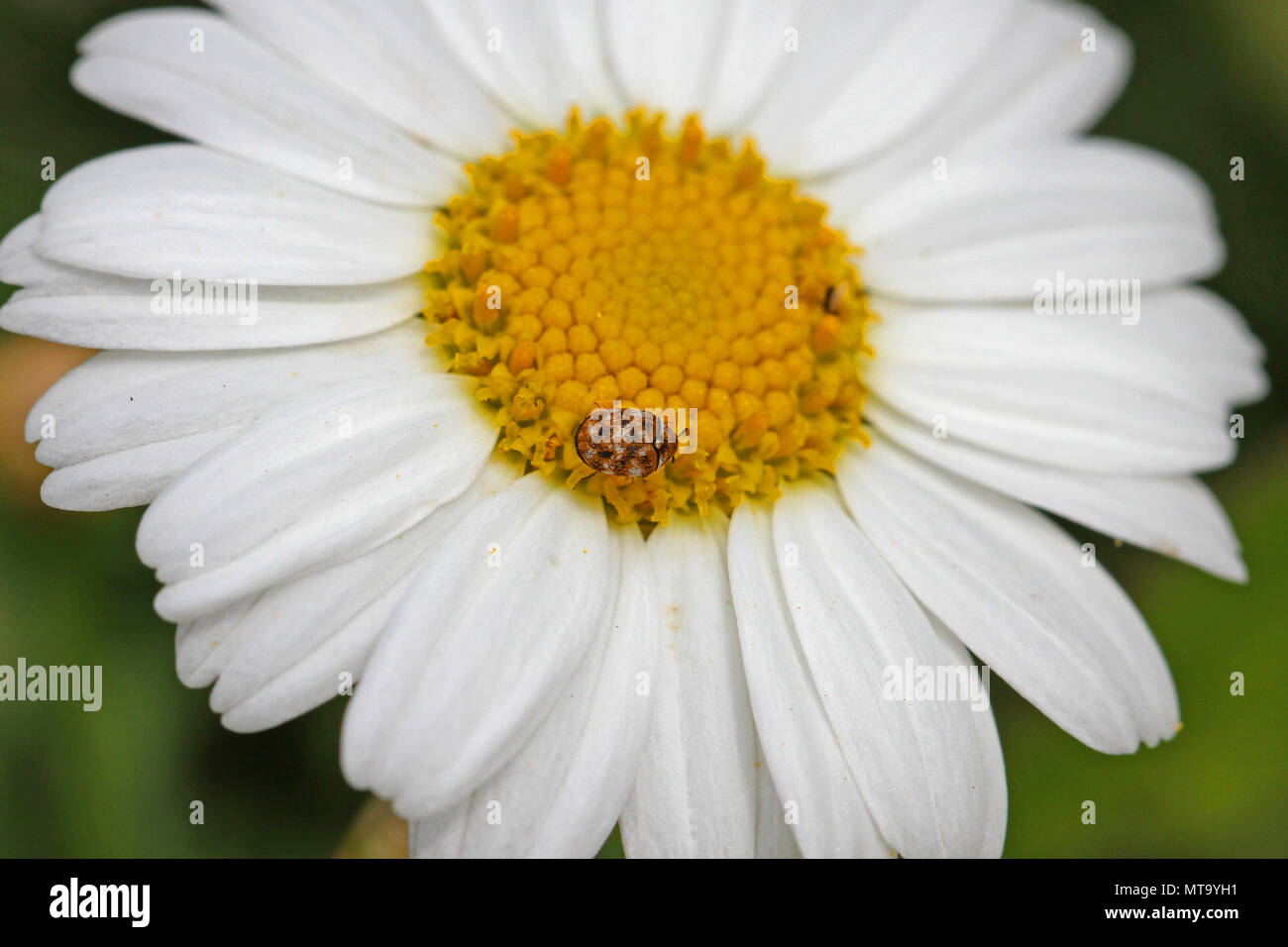 Tiny varied carpet beetle Latin anthrenus verbasci collecting pollen on a marguerite flower or swan river daisy very close to in Italy in springtime Stock Photo