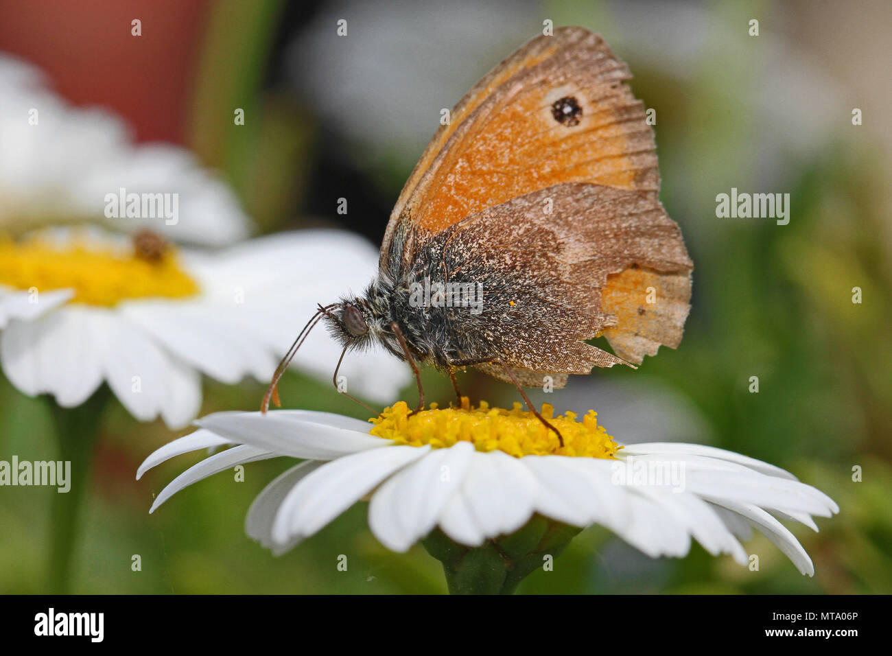 tiny small heath butterfly very close up Latin coenonympha pamphilus feeding on a marguerite or white swan river daisy Latin brachyscome in Italy Stock Photo
