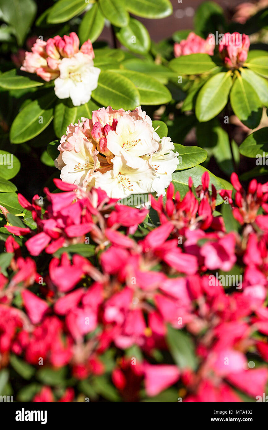 Spring Rhododendron Beautiful spring rhododendrons, viewed here in the rear garden of ...