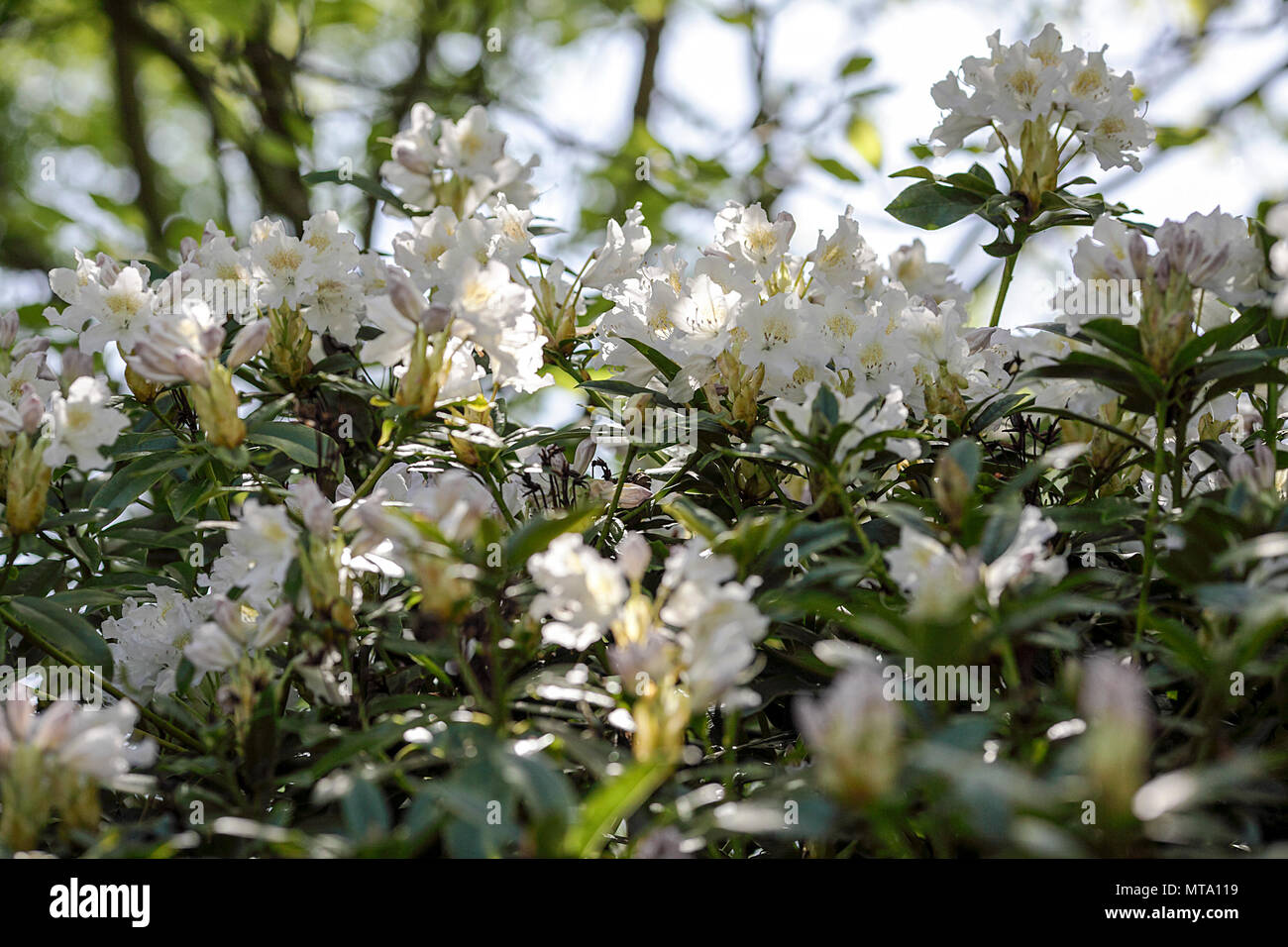 Spring white rhododendrons, viewed in The Dingle, Shrewsbury, Shropshire. Stock Photo