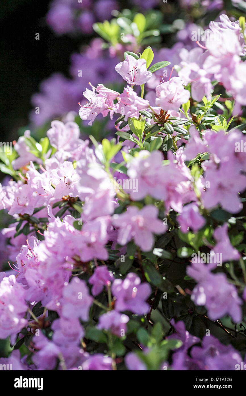 Spring lilac rhododendrons, viewed in The Dingle, Shrewsbury, Shropshire. Stock Photo