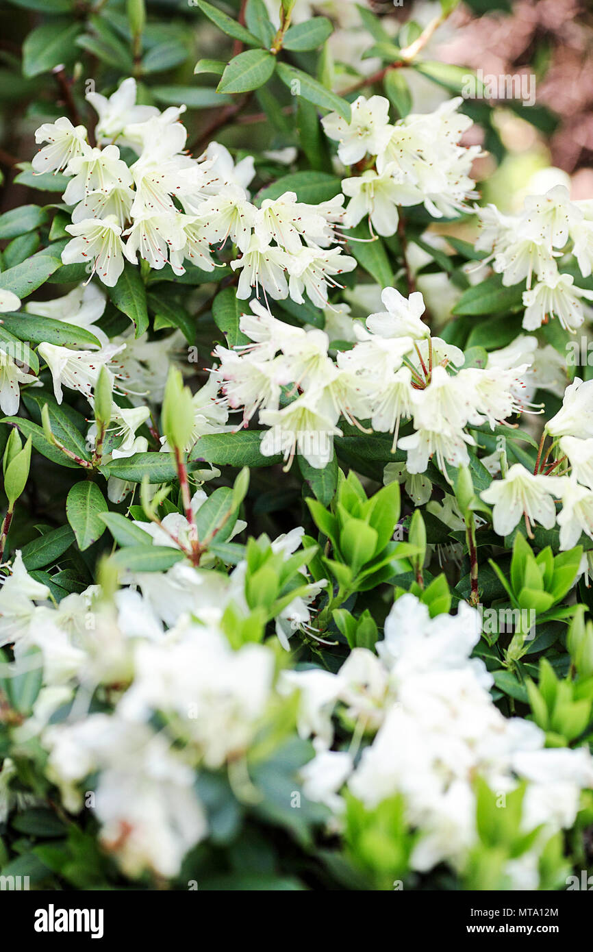Spring pale green rhododendrons, viewed in The Dingle, Shrewsbury, Shropshire. Stock Photo