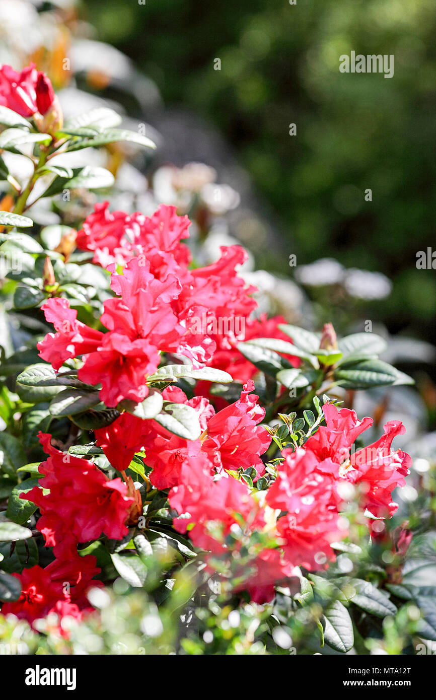 Spring red rhododendrons, viewed in The Dingle, Shrewsbury, Shropshire. Stock Photo