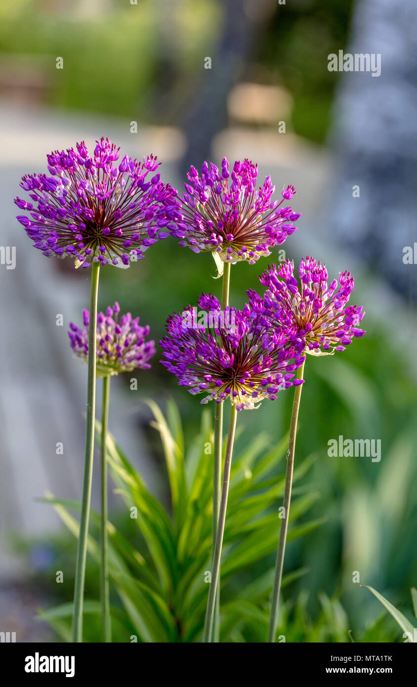 'Purple Sensation' Flowering Onion, Purpurlök (Allium hollandicum) Stock Photo