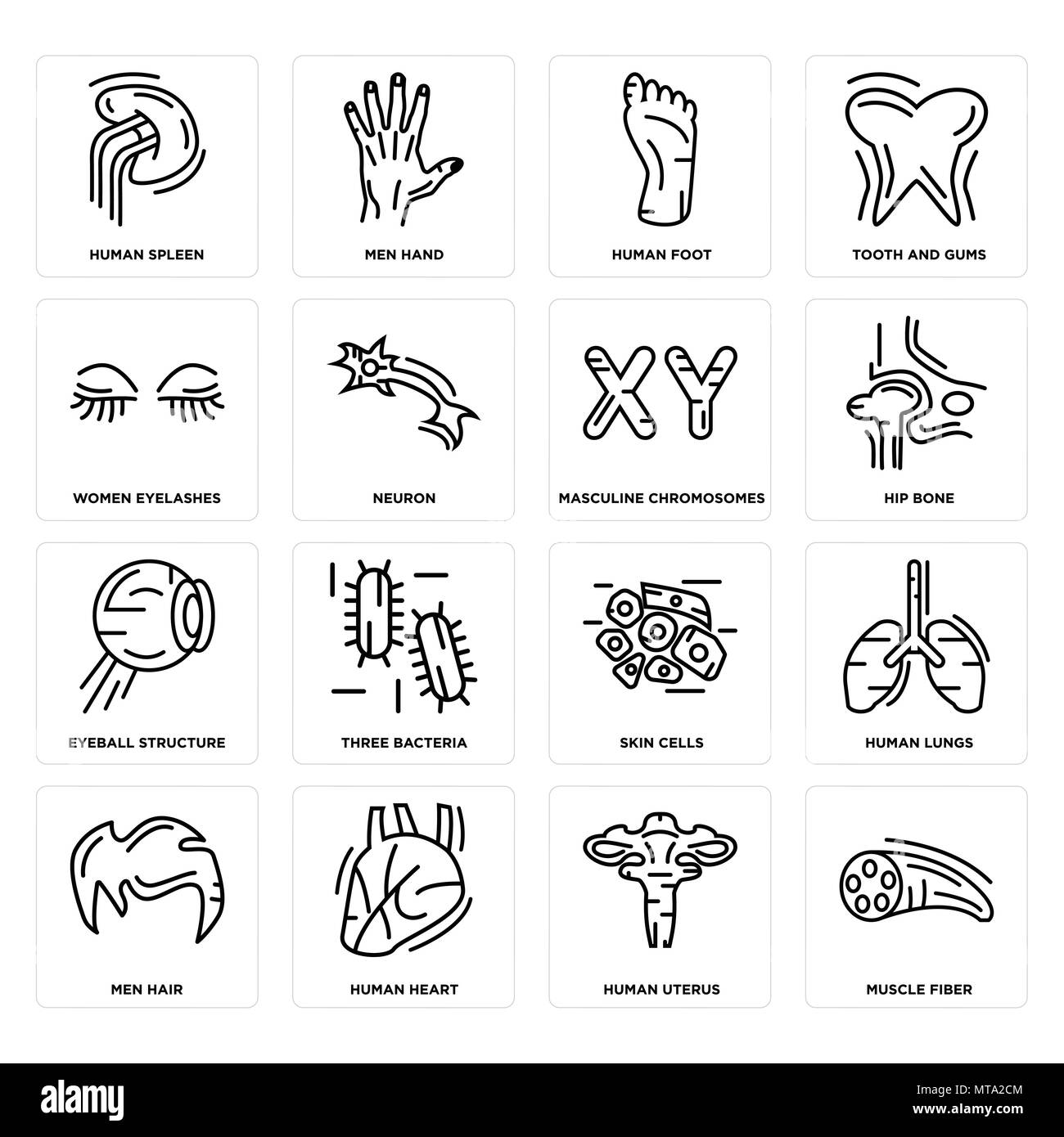 Set Of 16 simple editable icons such as Muscle Fiber, Human Uterus, Spleen, Men Hair, Lungs, Skin Cells, Three Bacteria, Hand can be used for mobile,  Stock Vector