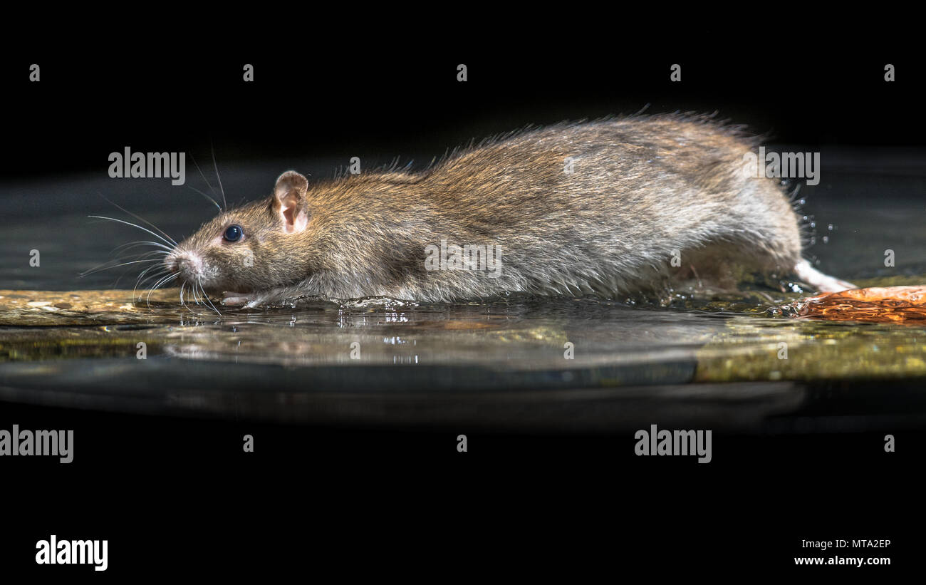 Water Rat High Resolution Stock Photography and Images Alamy