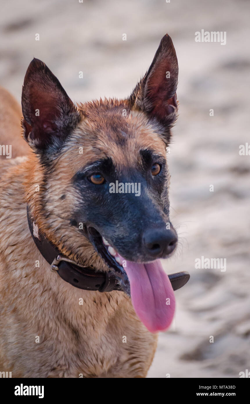 african german shepherd