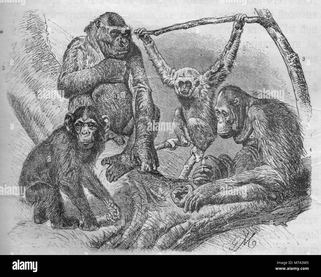 Apes. Vintage engraved illustration. Published in magazine in 1900. 1 ...