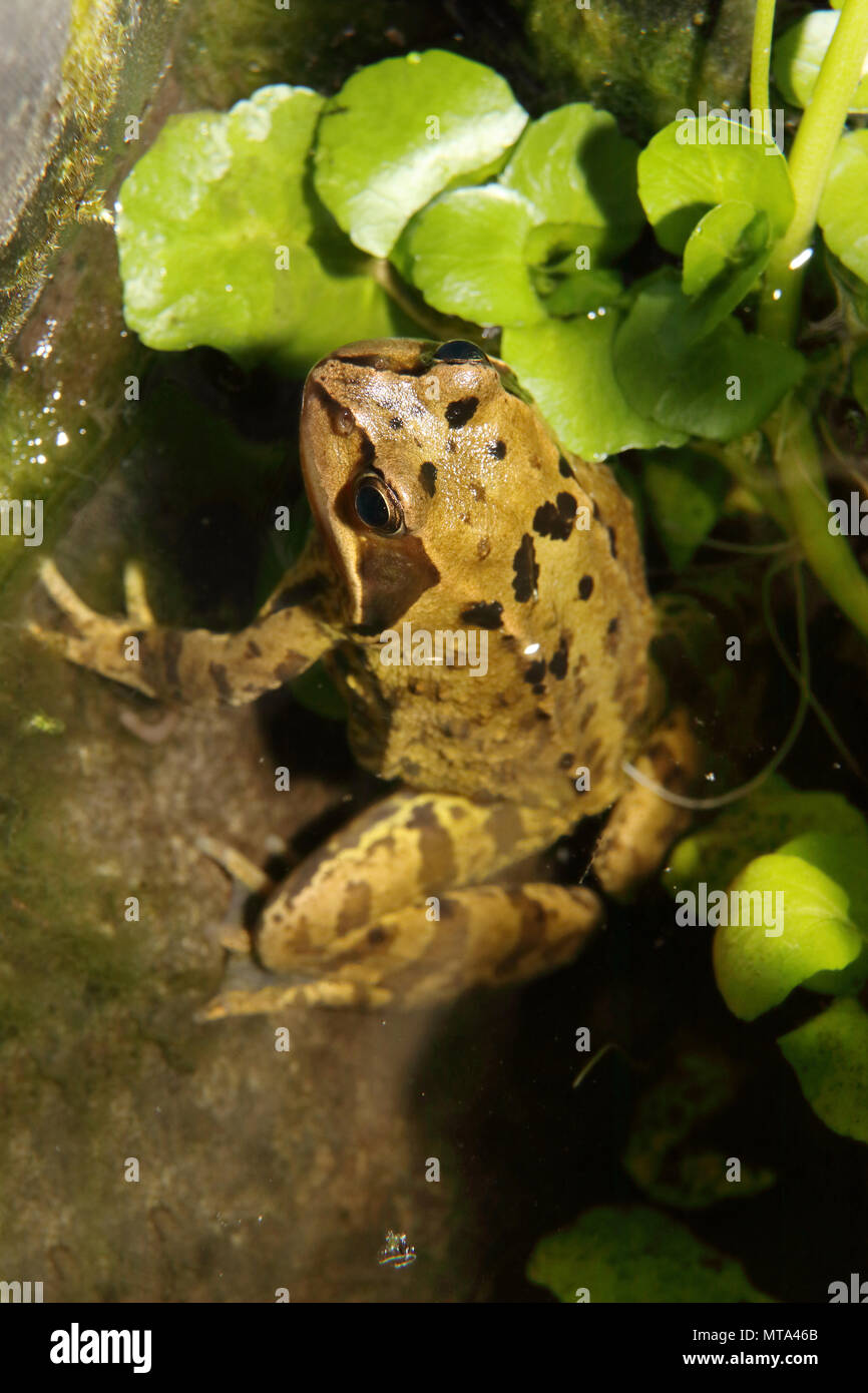 common frog in pond beside watercress plant Rana temporaria Nasturtium officinale Stock Photo