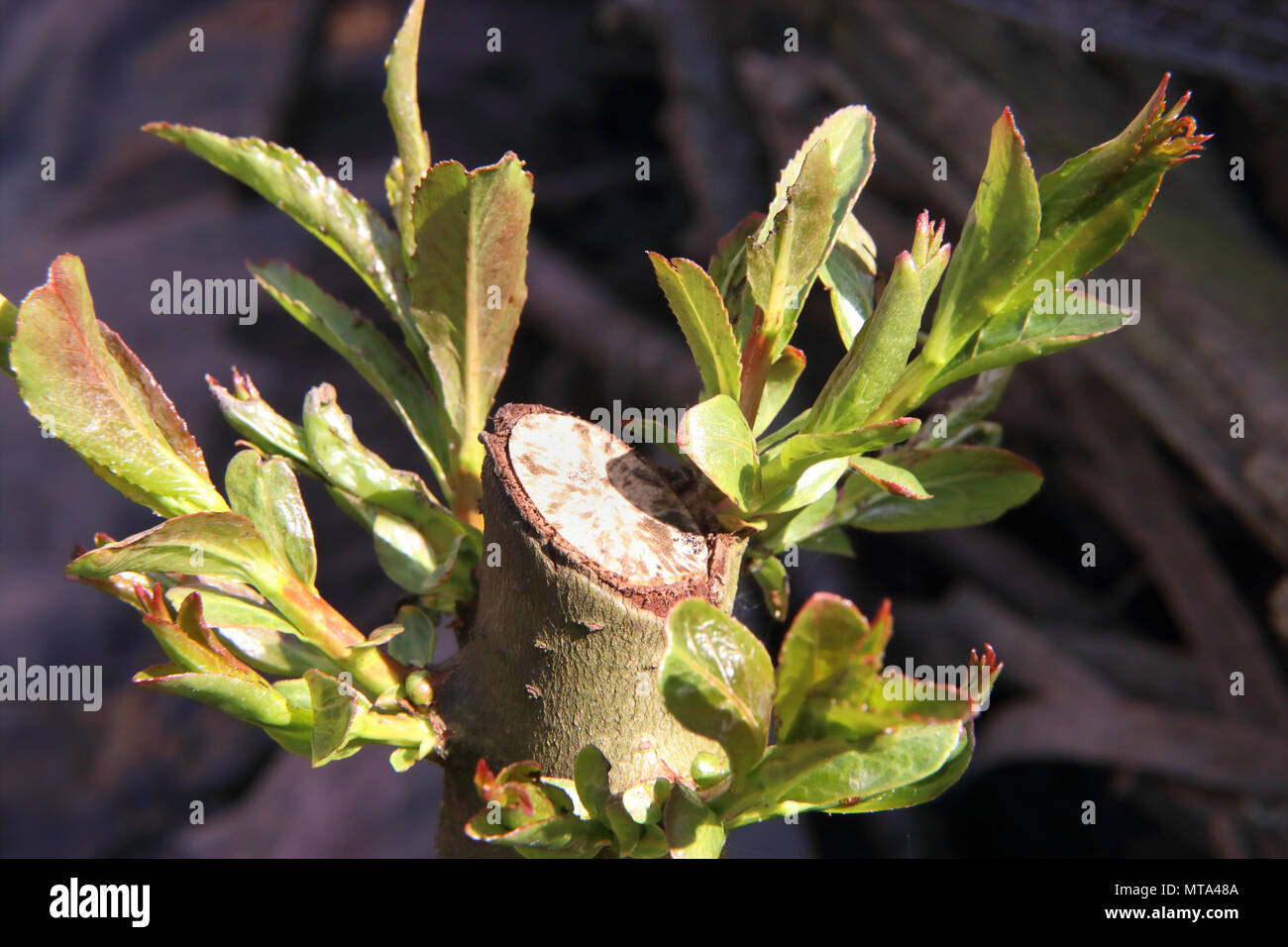 willow shoots growing from a coppiced tree Salix Stock Photo Alamy