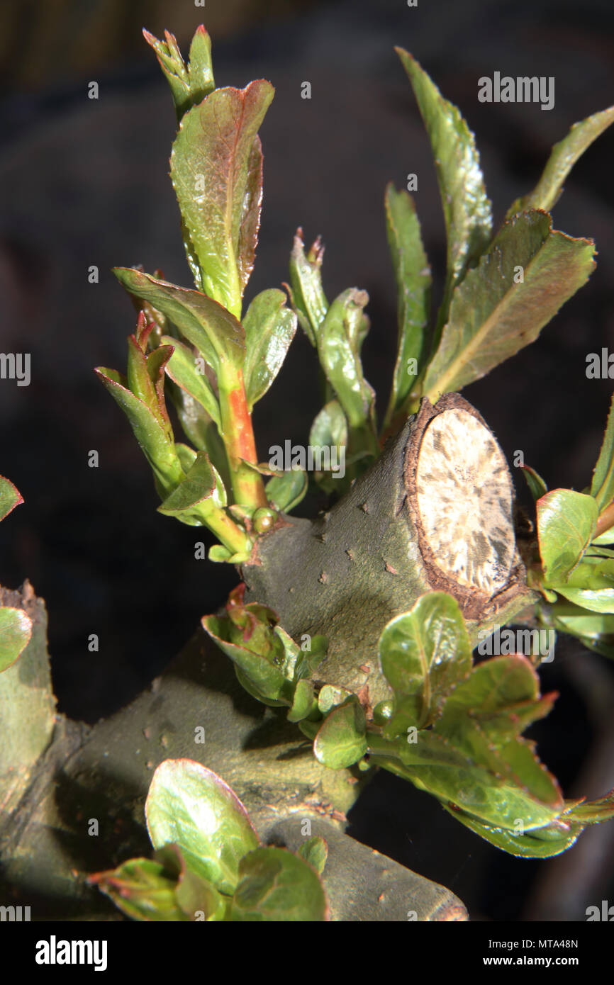 willow shoots growing from a coppiced tree Salix Stock Photo Alamy