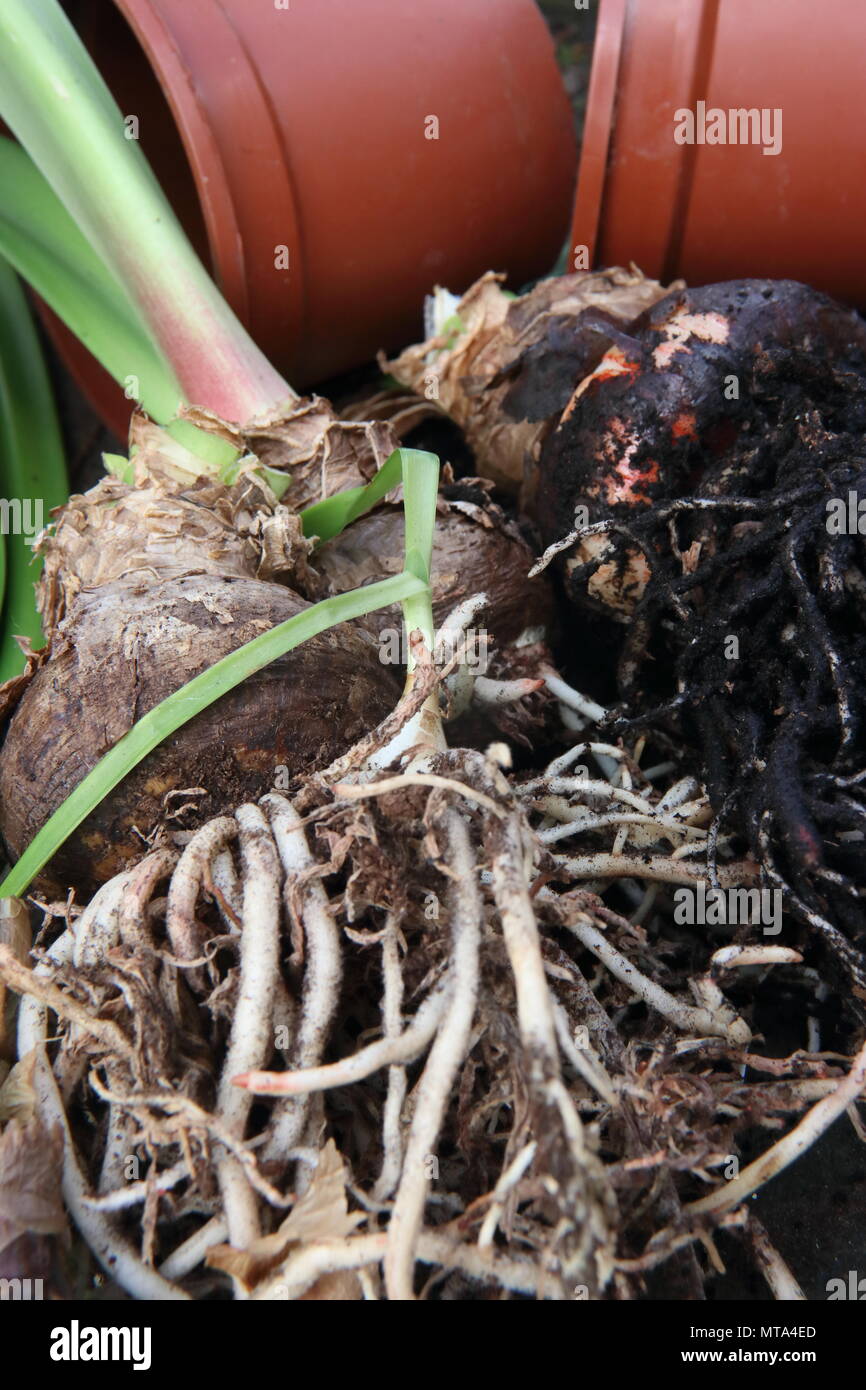 amaryllis bulbs being potted on Hippeastrum Stock Photo