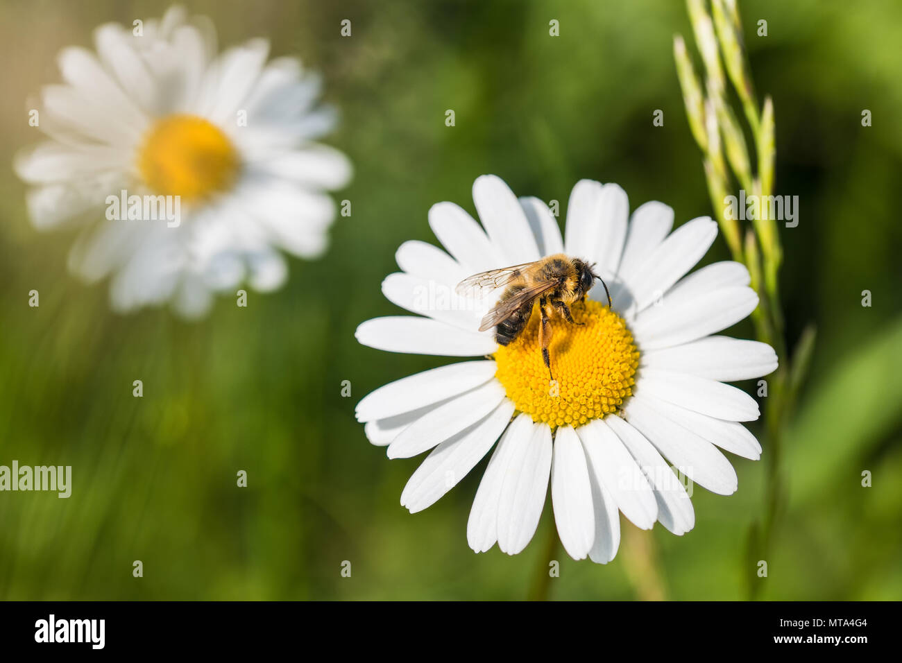 White marguerite. European honey bee. Leucanthemum vulgare. Apis mellifera. Beautiful honeybee close-up. Pollination. Sunlit ox-eye daisy. Green grass. Stock Photo