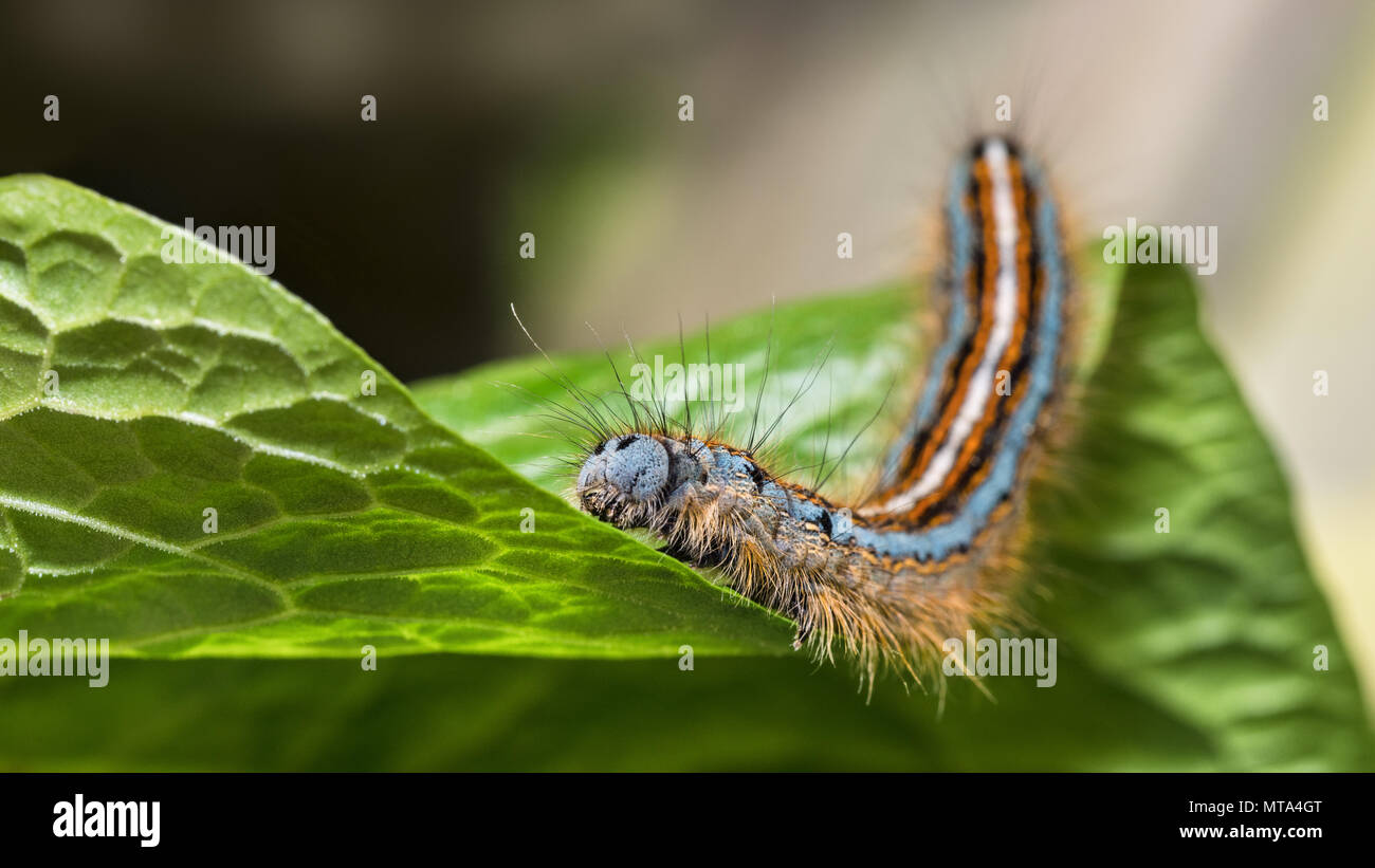 Hairy lackey moth caterpillar close-up. Malacosoma neustria. Cute colorful larva of night insect with multicolored stripes. Plant pest on green leaf. Stock Photo