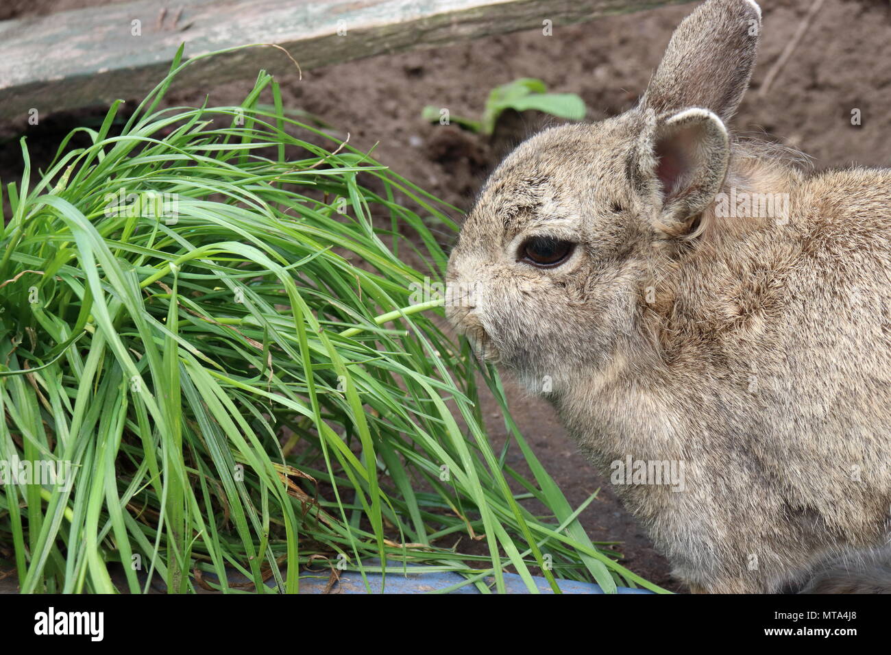 pet rabbit eating grass in run Oryctolagus cuniculus Stock Photo Alamy