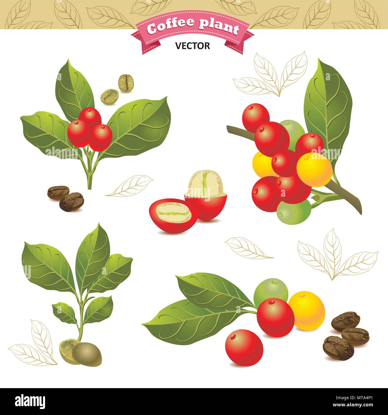Collection of coffee beans on a branch of coffee tree, ripe and unripe ...