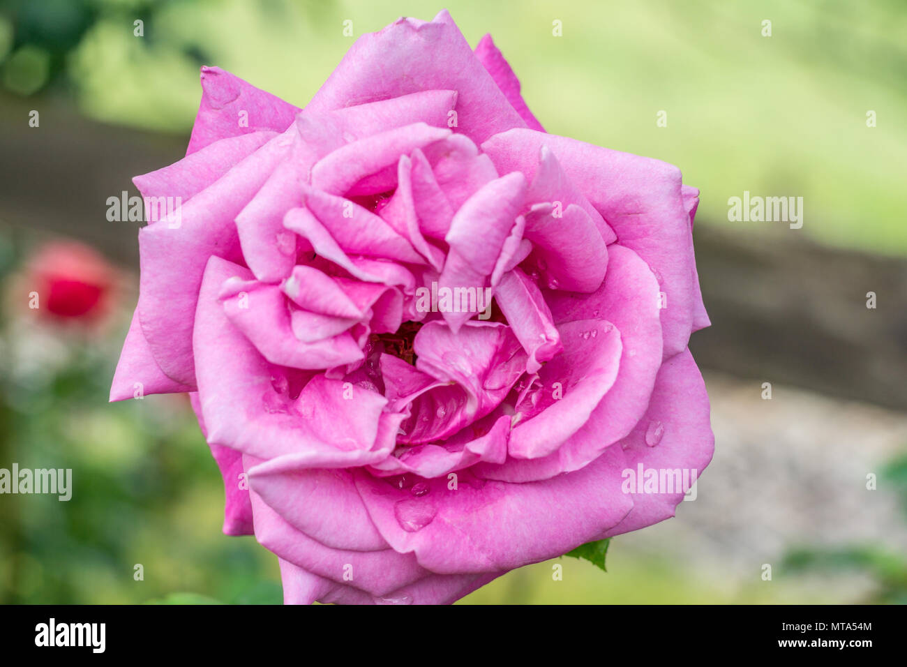 Summer rose hi-res stock photography and images - Alamy