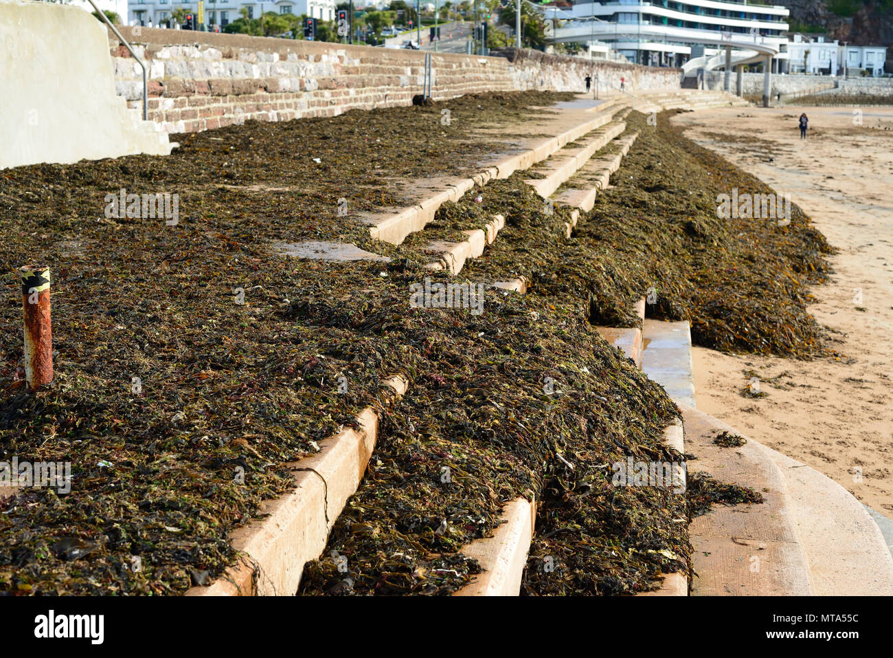 Seaweed washed up on the promenade along Torquay seafront. Stock Photo