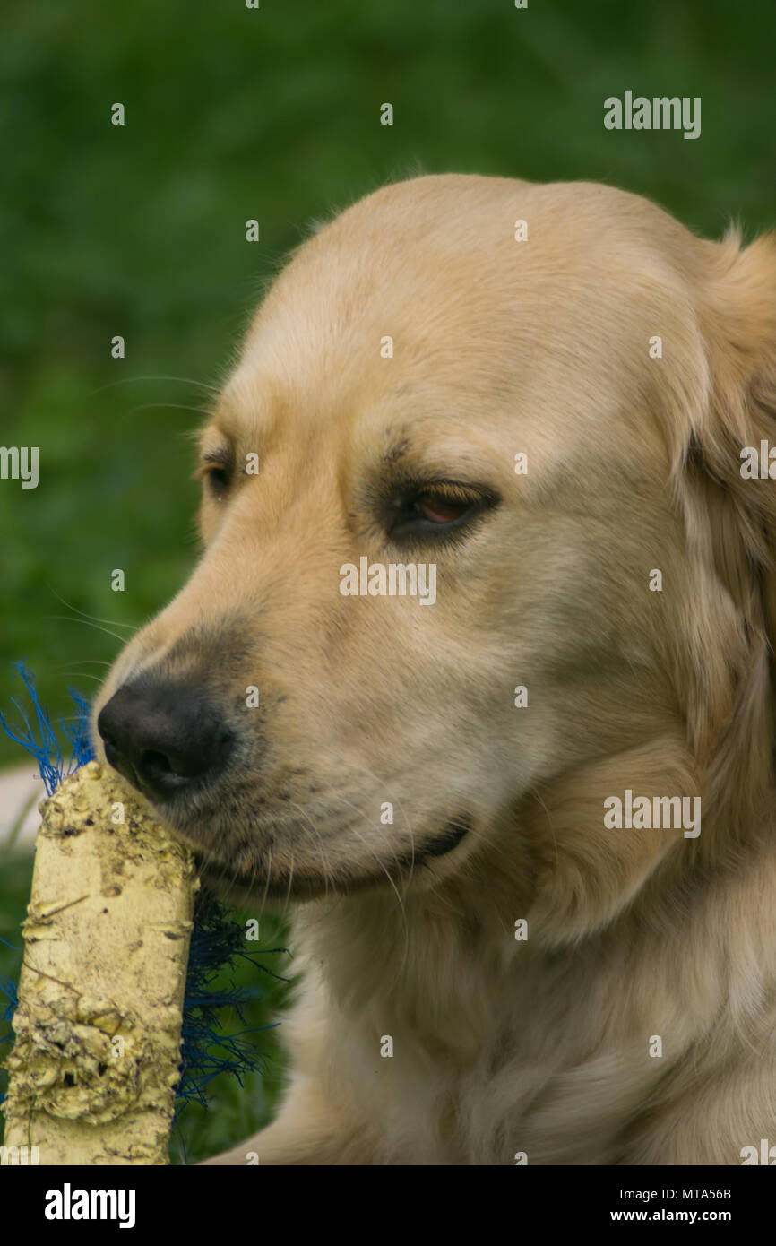dog, golden retriever while playing in the garden Stock Photo - Alamy