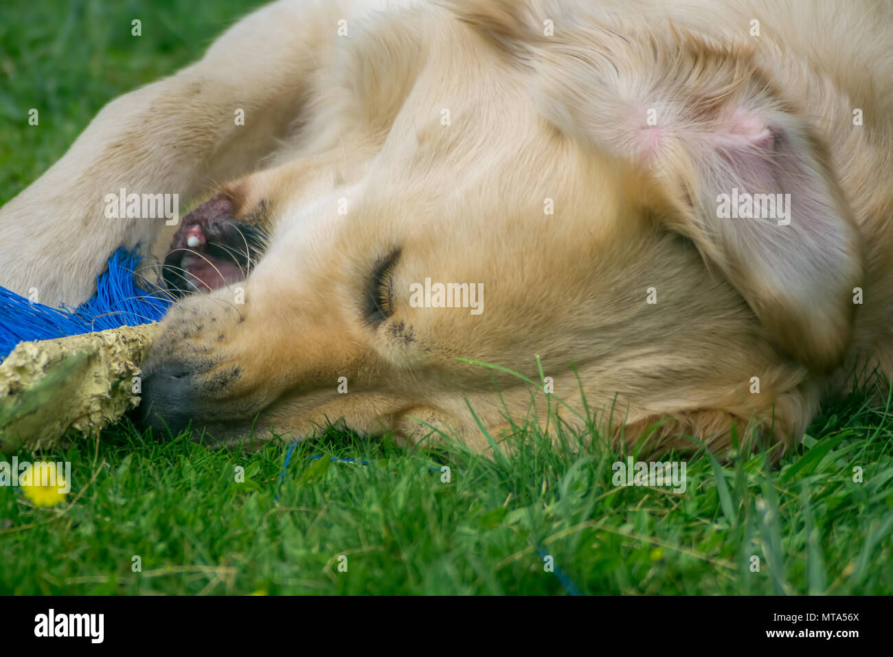 dog, golden retriever while playing in the garden Stock Photo - Alamy