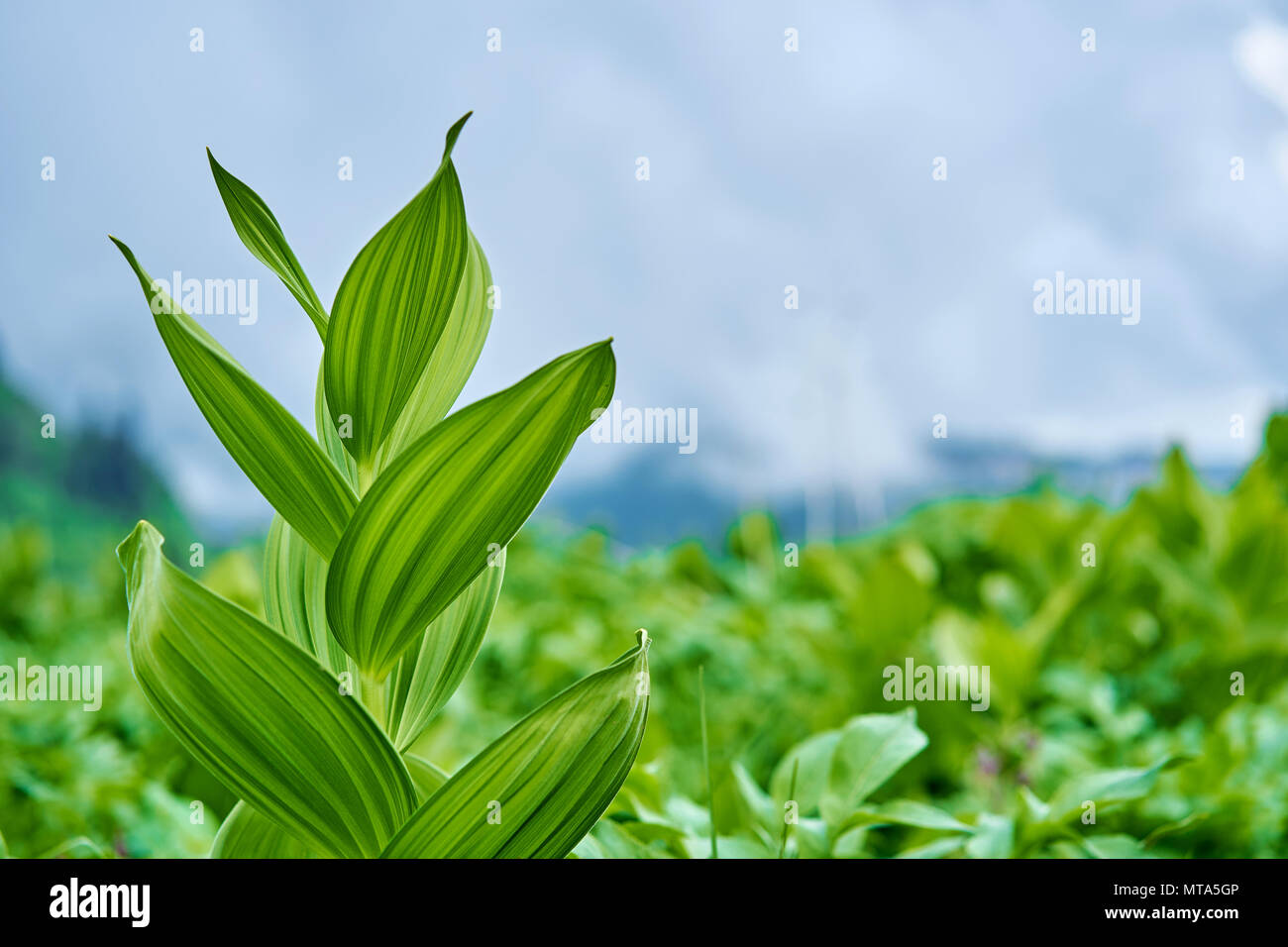 fresh mountain flowers Stock Photo Alamy